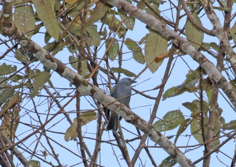 Golden-chevroned Tanager_2897.jpg