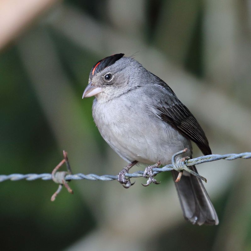 Grey Pileated Finch_2473.jpg