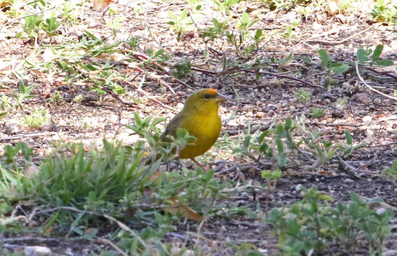 Orange-fronted Yellow-Finch - male_0776.jpg