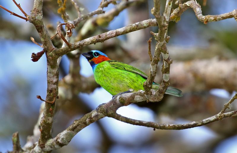 Red-necked Tanager_7731.jpg