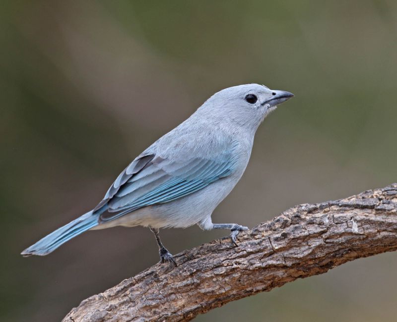Sayaca Tanager_9361.jpg