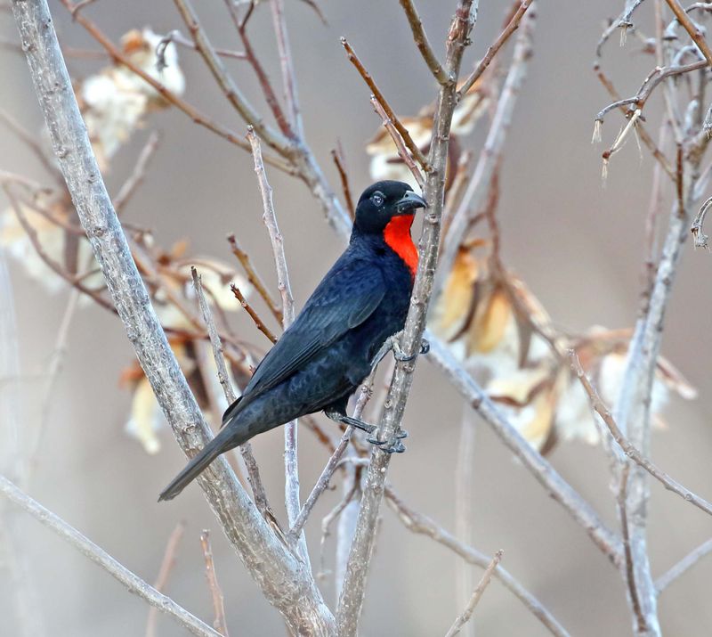 Scarlet-throated Tanager - male_9023.jpg