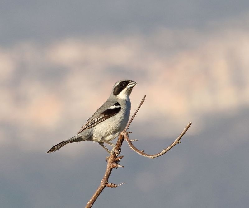 Shrike-like Tanager - male_1395.jpg