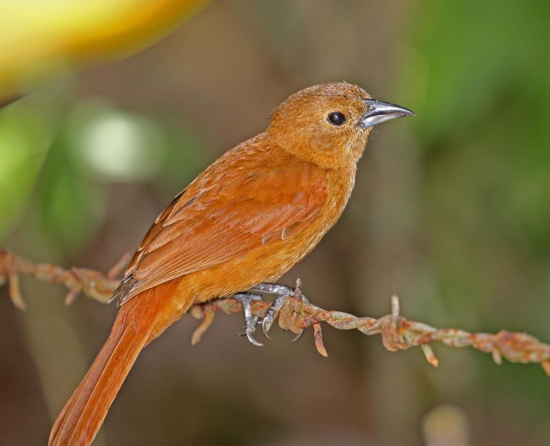 White-lined Tanager - female_2364.jpg
