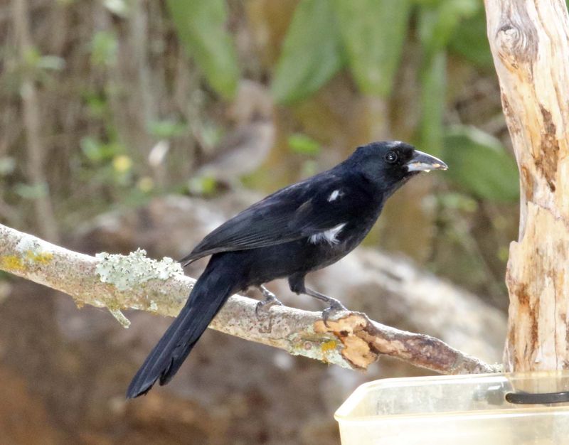 White-lined Tanager - male_2058.jpg