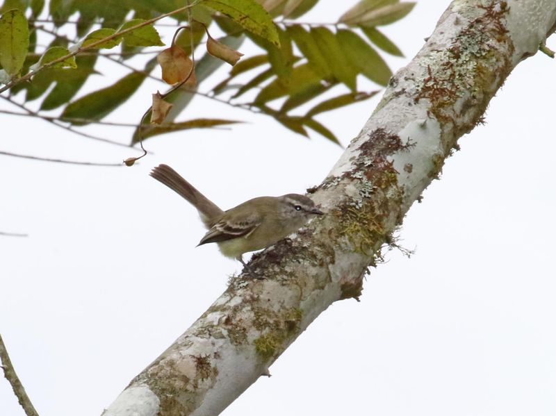 Planalto Tytrannulet_8371.jpg