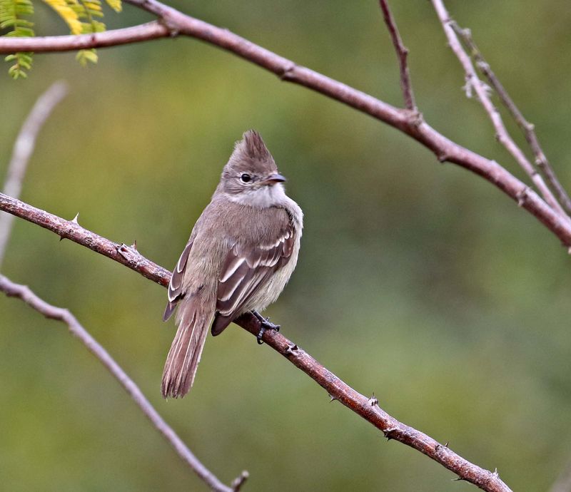 Plain-crested Elaenia_0542.jpg