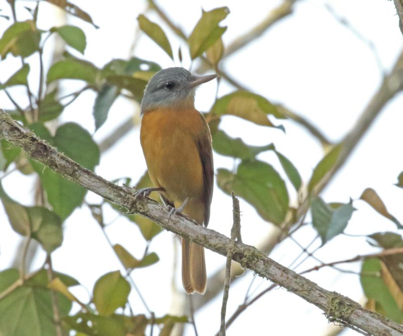 Grey-hooded Attila_3123.jpg