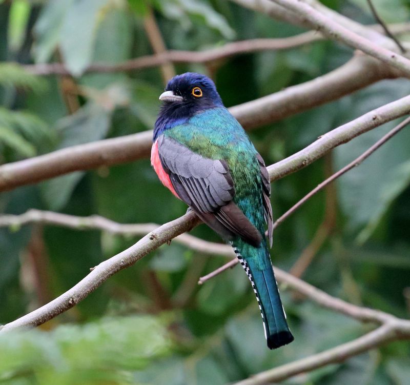 Blue-crowned Trogon - male_8731.jpg
