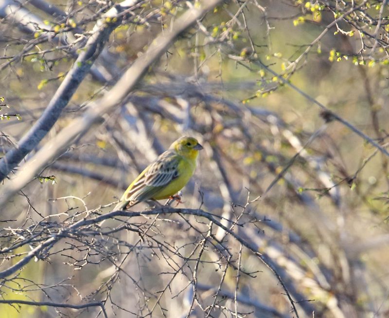 Grassland Yellow Finch_1464.jpg