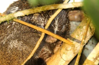 Stump-tailed Porcupine_0188.jpg