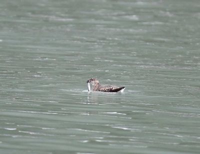 Kittlitz's Murrelet - breeding_6974.jpg