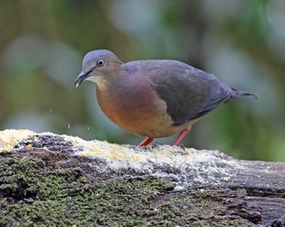 Tolima Dove_1509.jpg