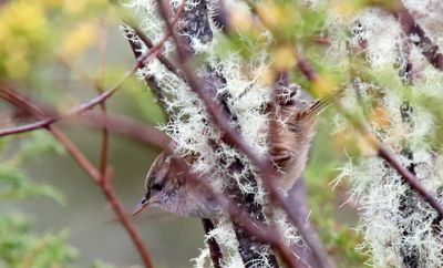 Apolinar's Wren_2672.jpg