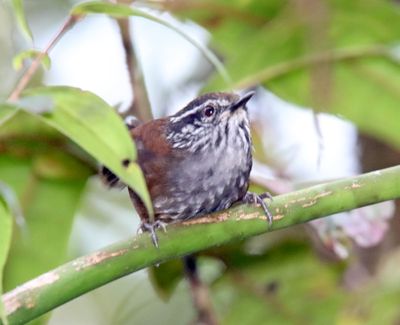 Munchique Wood-Wren_2980.jpg