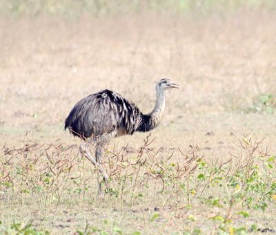 Greater Rhea_7190.jpg