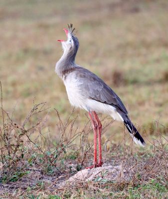 Red-legged Seriema_7869.jpg