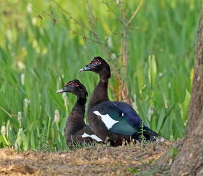 Muscovy Duck_7318.jpg