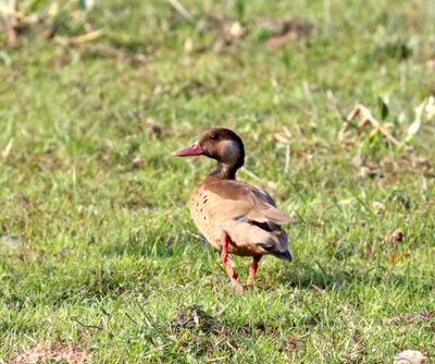 Brazilian Teal - male_7348.jpg