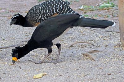 Bare-faced Curassow_1094.jpg