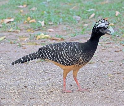 Bare-faced Curassow - female_1113.jpg