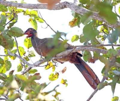 Chestnut-bellied Guan_6827.jpg