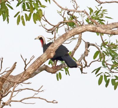 Red-throated Piping Guan_2071.jpg