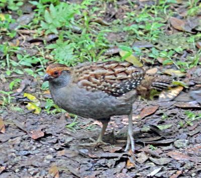 Spot-winged Wood Quail_5072.jpg