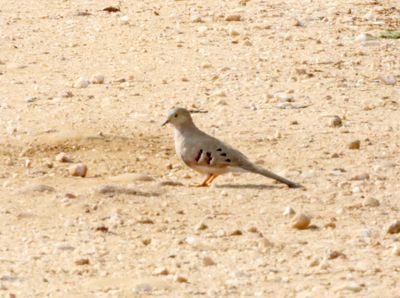 Long-tailed Ground Dove_8242.jpg