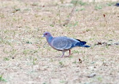 Picazuro Pigeon_1151.jpg