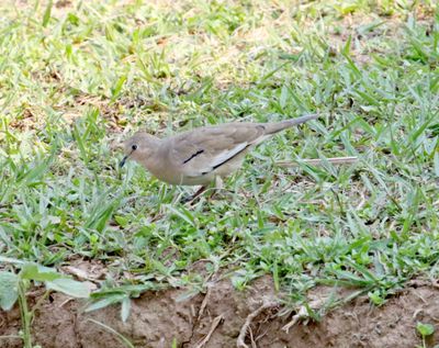 Picui Ground Dove_0783.jpg