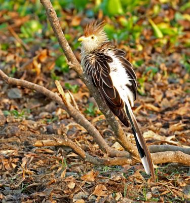 Guira Cuckoo_0467.jpg