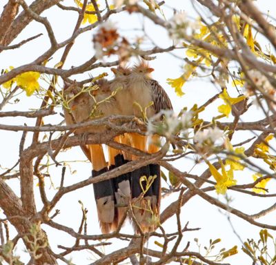 Guira Cuckoo_8084.jpg
