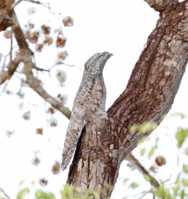 Great Potoo_2042.jpg