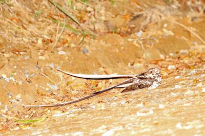 Long-trained Nightjar_5139.jpg