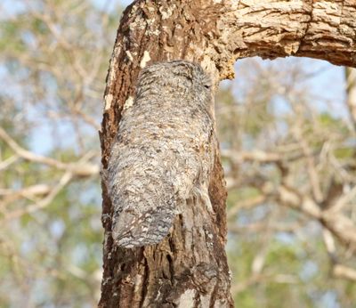 Great Potoo_2211.jpg