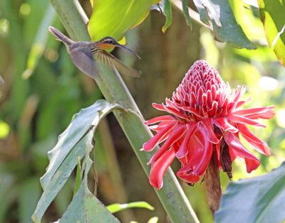 Saw-billed Hermit_5379.jpg