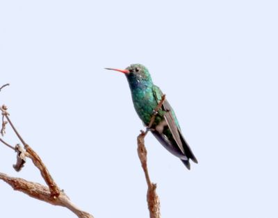 White-chinned Sapphire - male_2861.jpg
