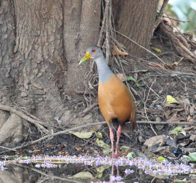 Grey-cowled Wood Rail_1880.jpg