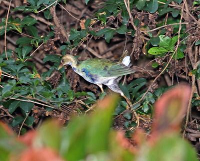 Purple Gallinule_1960.jpg