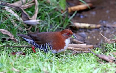 Red-and-white Crake_4827.jpg