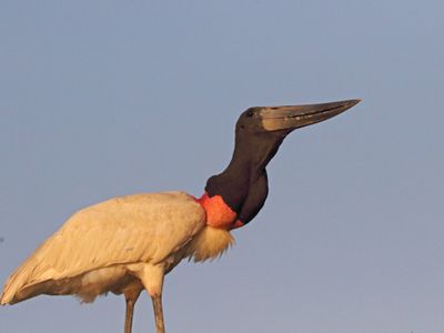 Jabiru_8857.jpg