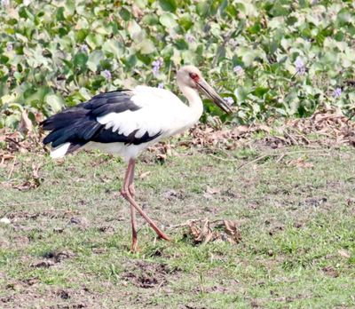 Maguari Stork_0963.jpg