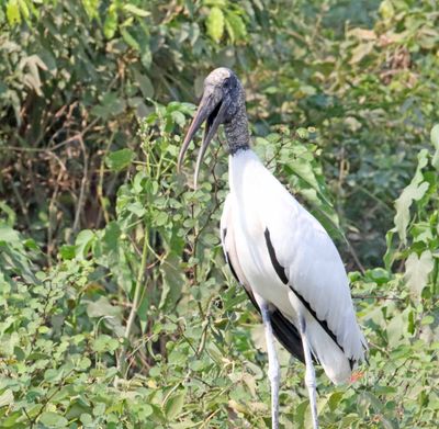 Wood Stork_0978.jpg