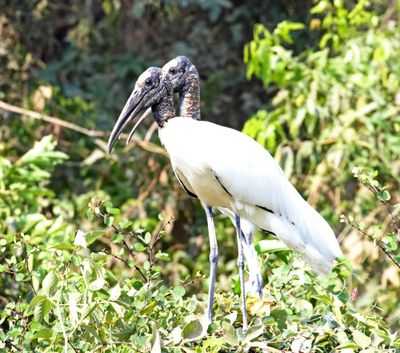 Wood Stork_0973.jpg