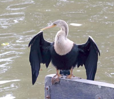 Anhinga female_8552.jpg