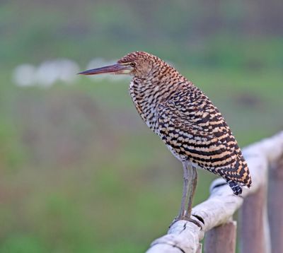 Rufescent Tiger Heron - juvenile_0439.jpg