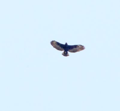 Black Hawk-Eagle_4653.jpg