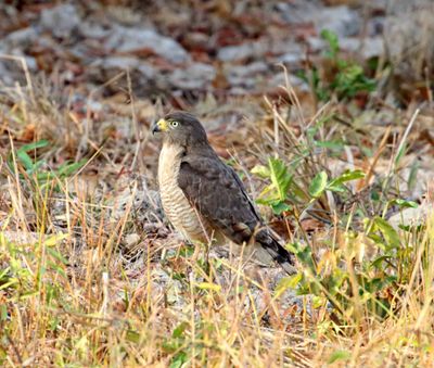 Roadside Hawk_2187.jpg