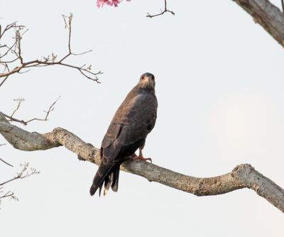 Snail Kite_7476.jpg